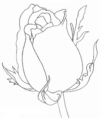 玫瑰花的素描画法图解，素描大神教你画玫瑰